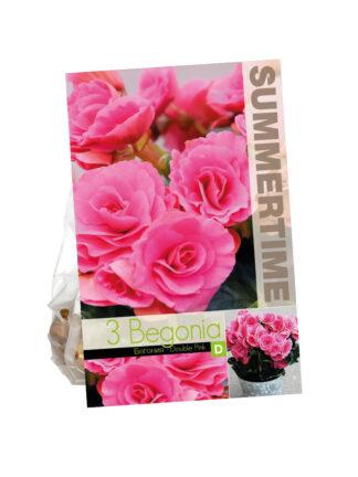 Begonia Double Pink