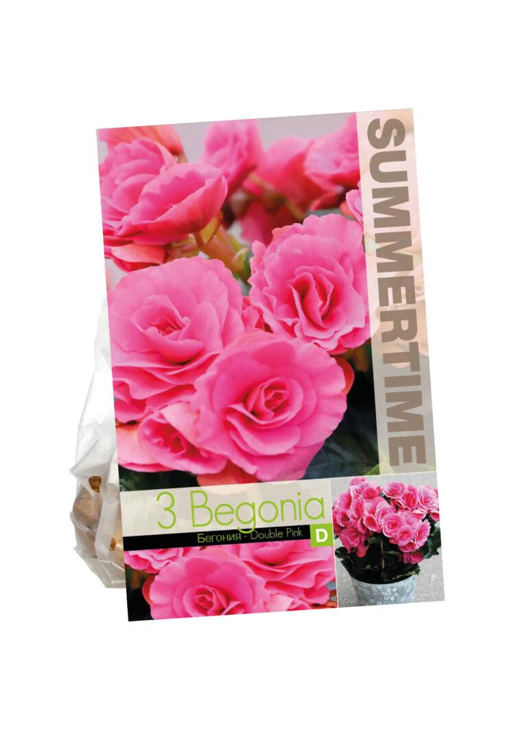 Begonia Double Pink