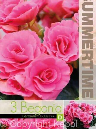 Begonia Double Pink