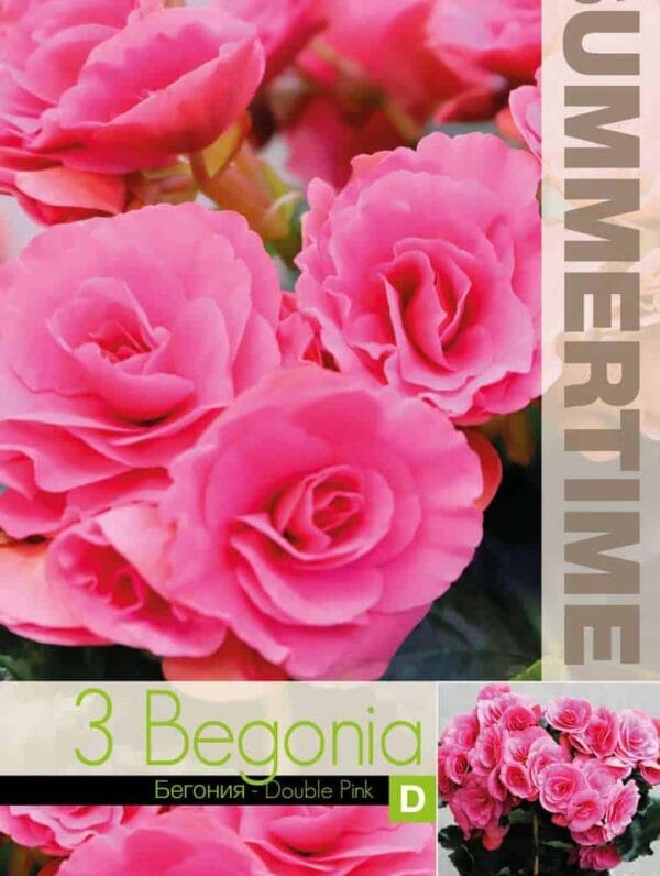 Begonia Double Pink