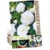 Begonia Double White
