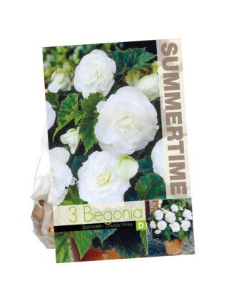 Begonia Double White
