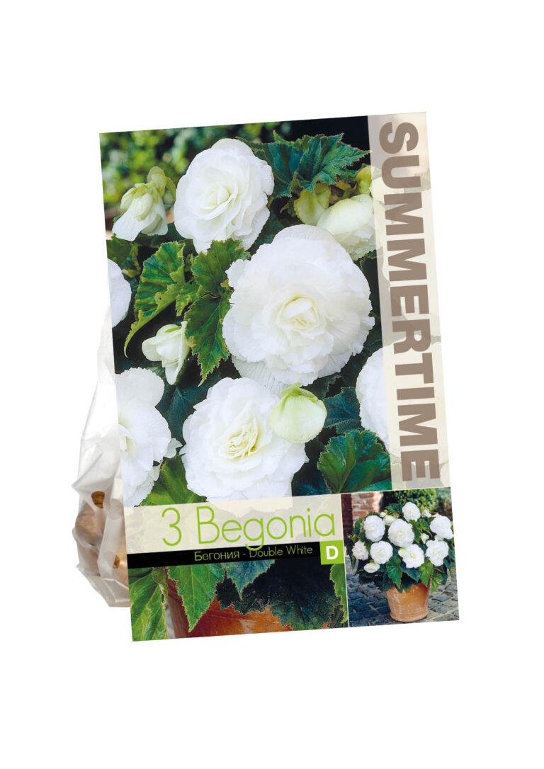Begonia Double White