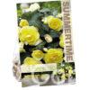 Begonia Double Yellow