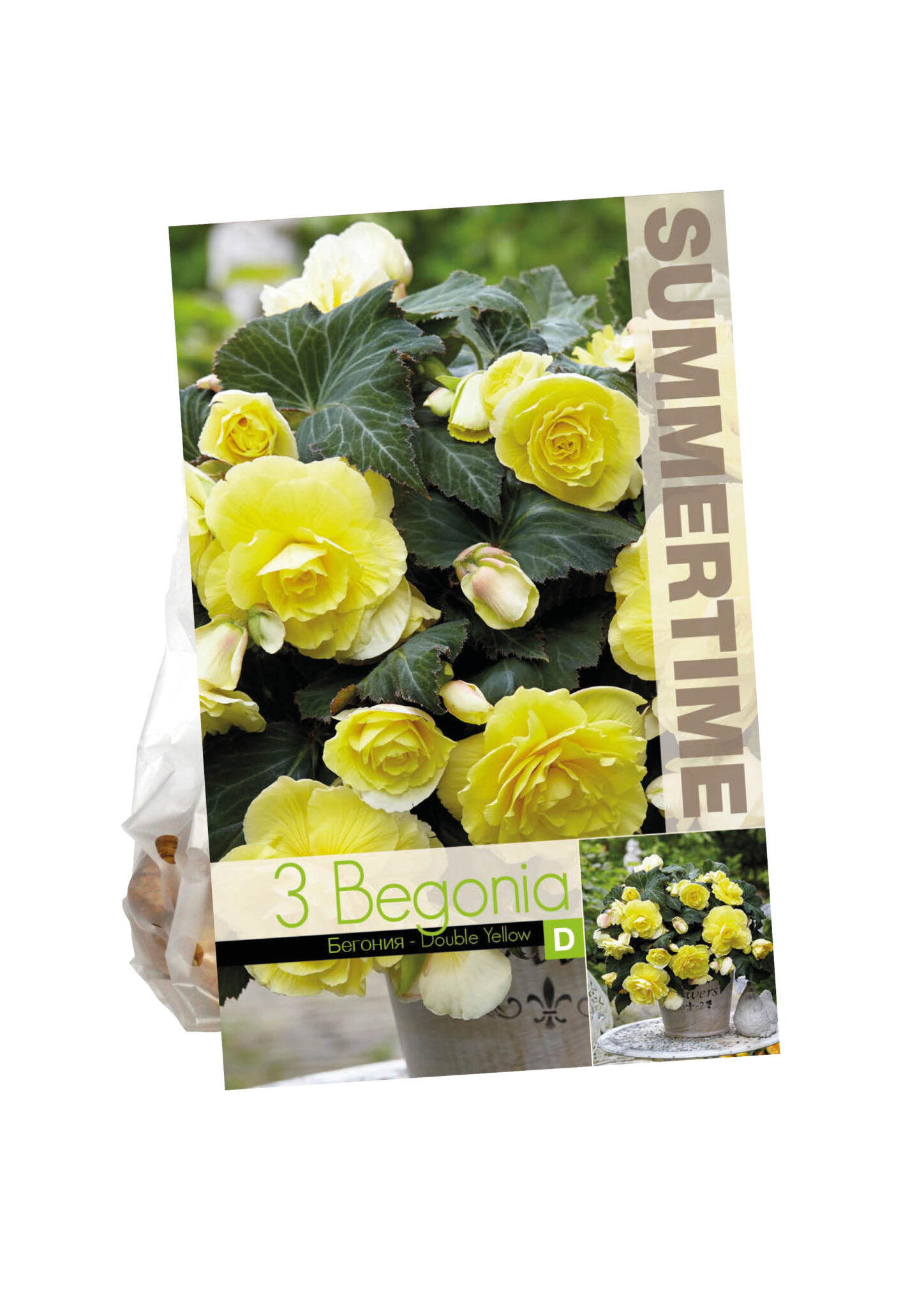 Begonia Double Yellow