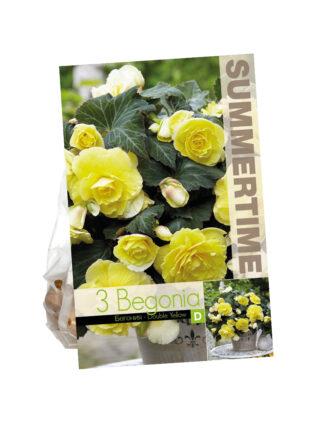 Begonia Double Yellow