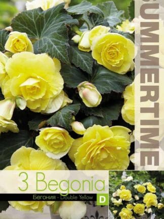 Begonia Double Yellow