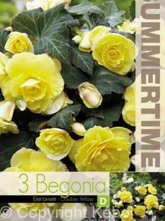 Begonia Double Yellow
