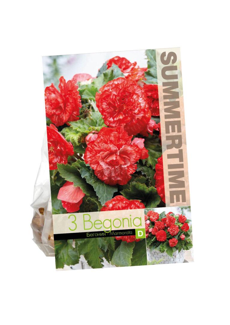 Begonia Marmorata