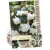 Begonia Illumination White