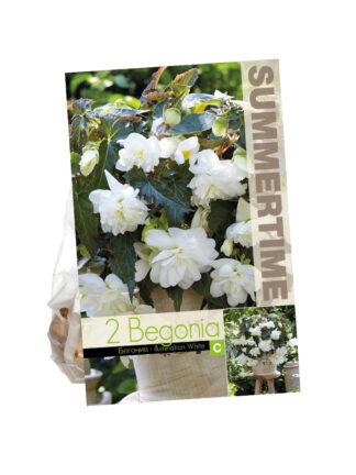 Begonia Illumination White