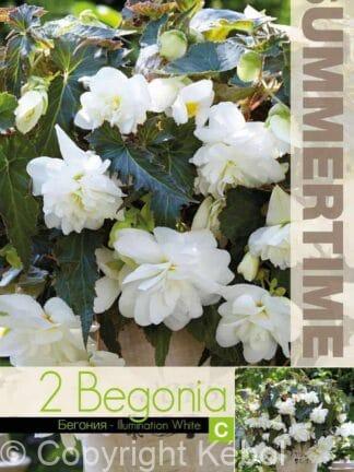 Begonia Illumination White