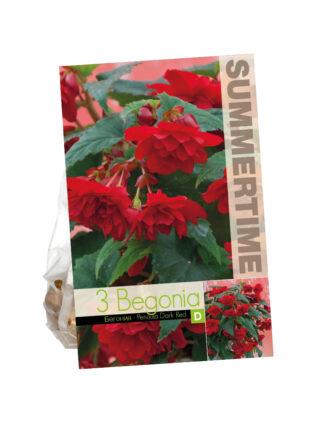 Begonia Pendula Dark Red