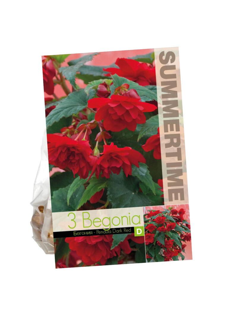 Begonia Pendula Dark Red