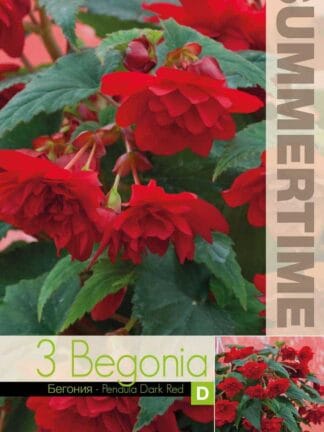 Begonia Pendula Dark Red