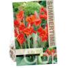 Canna Red President