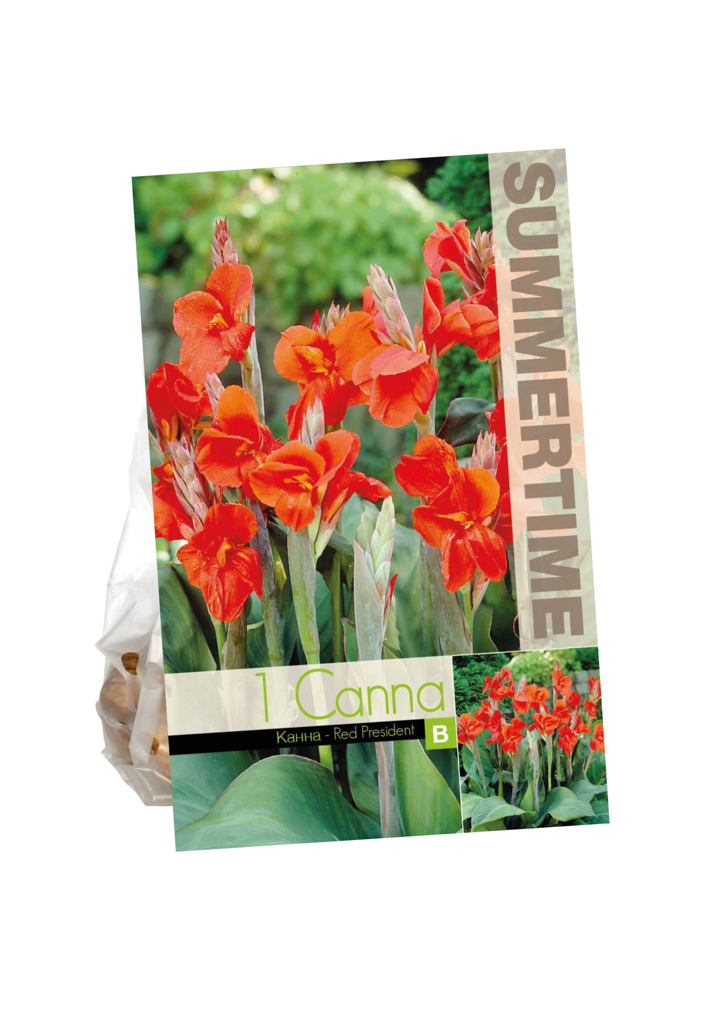 Canna Red President
