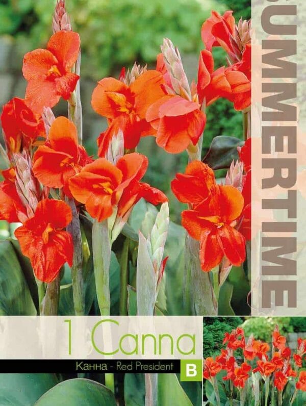 Canna Red President