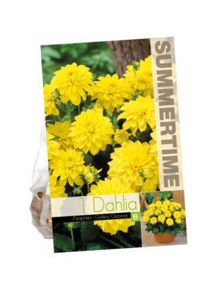 Dahlia Gallery Cezanne