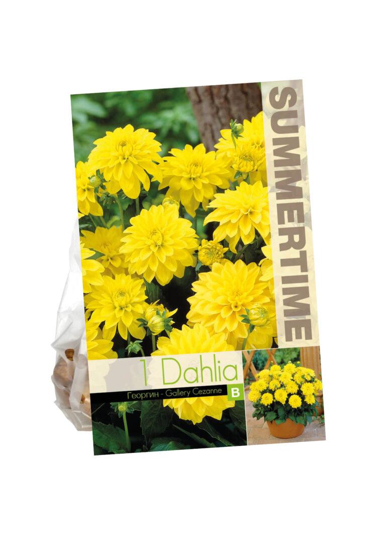 Dahlia Gallery Cezanne