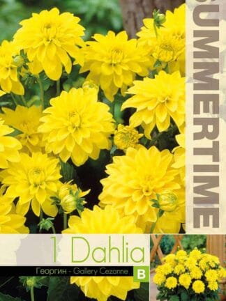 Dahlia Gallery Cezanne