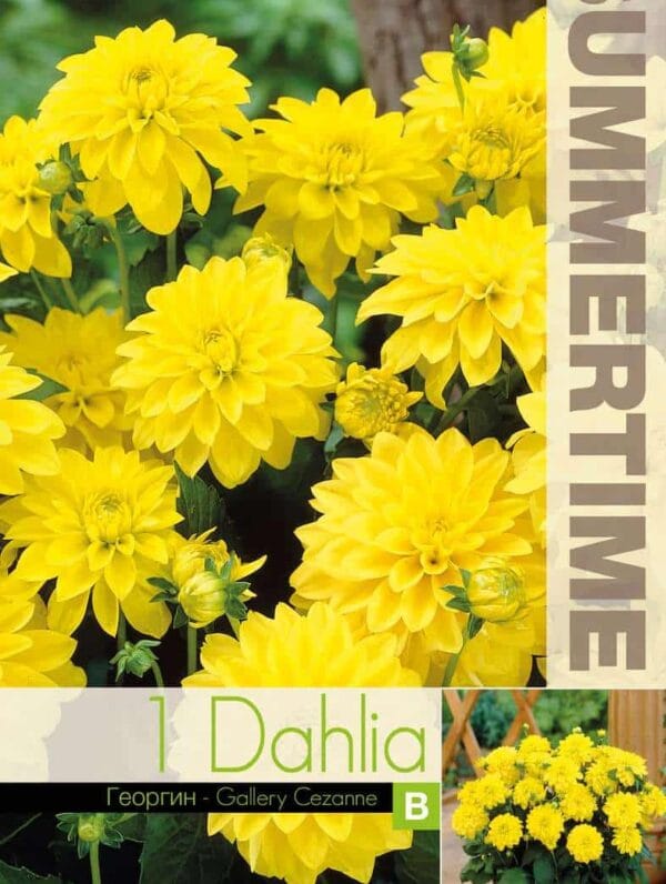 Dahlia Gallery Cezanne