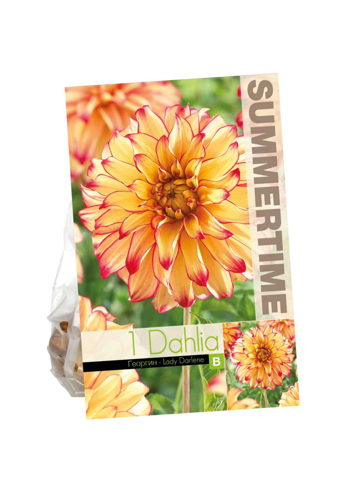 Dahlia Lady Darlene