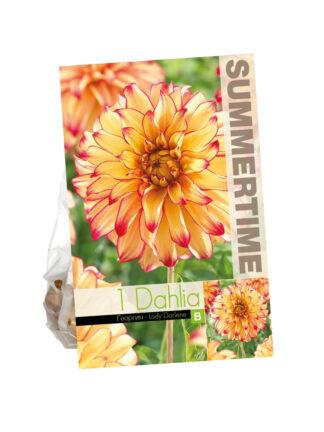 Dahlia Lady Darlene