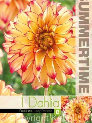 Dahlia Lady Darlene