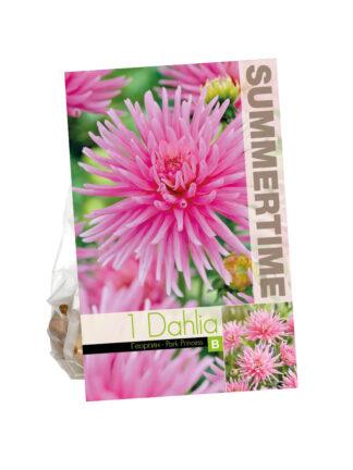 Dahlia Park Princess