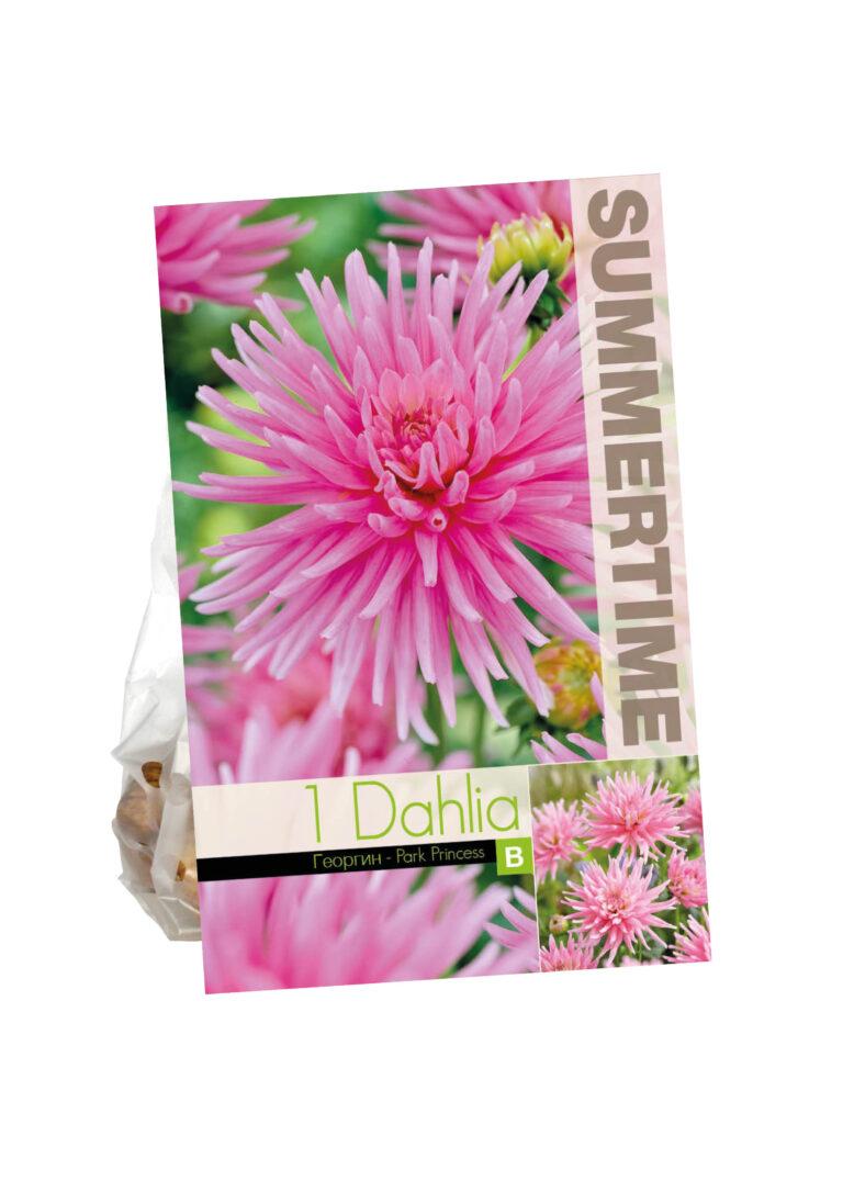 Dahlia Park Princess