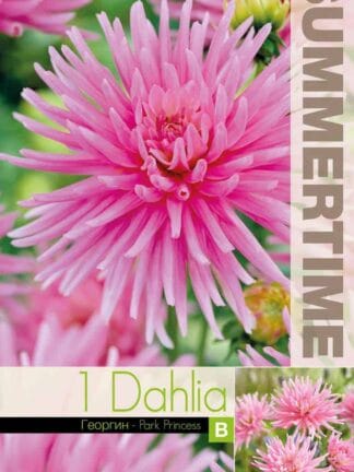 Dahlia Park Princess