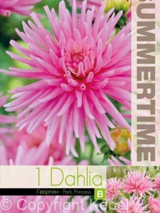 Dahlia Park Princess