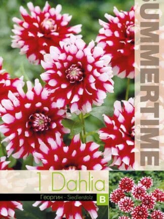 Dahlia Siedlerstolz