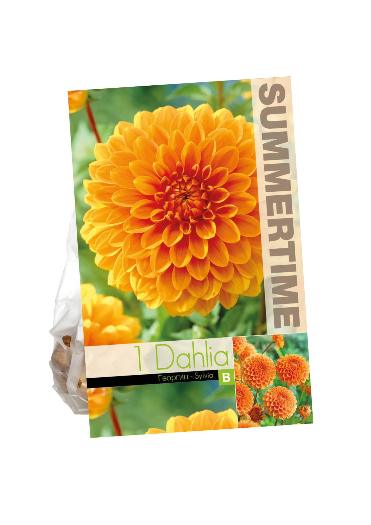 Dahlia Sylvia