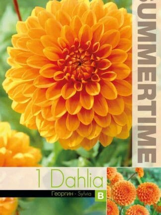 Dahlia Sylvia