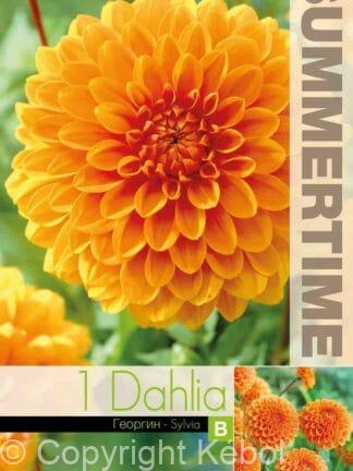 Dahlia Sylvia