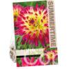 Dahlia Tahiti Sunrise