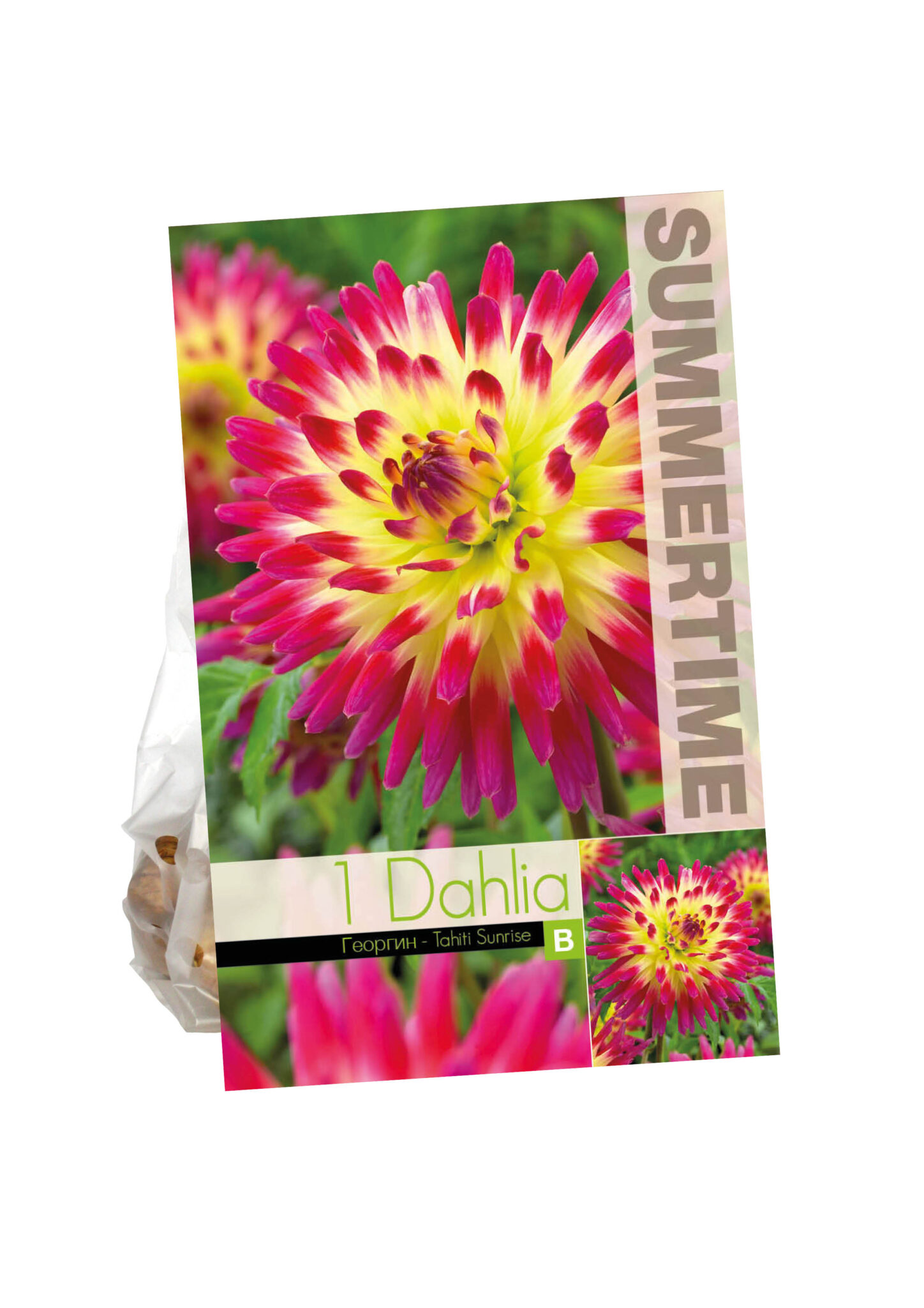 Dahlia Tahiti Sunrise