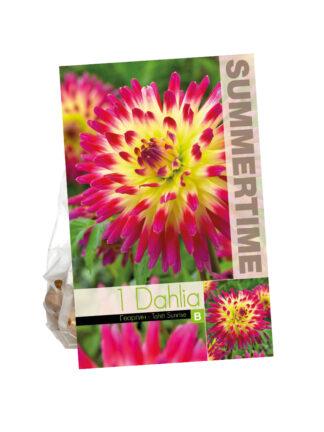 Dahlia Tahiti Sunrise