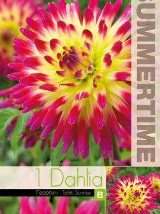 Dahlia Tahiti Sunrise