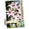 Acidanthera
