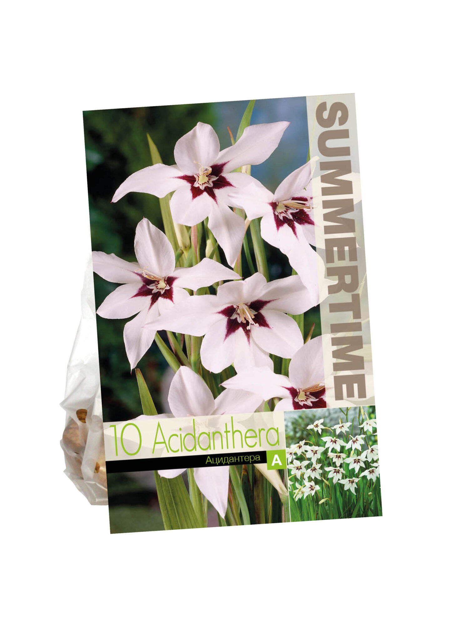 Acidanthera
