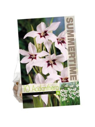 Acidanthera