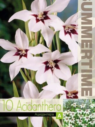Acidanthera