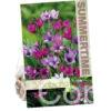 Babiana Stricta Mixed