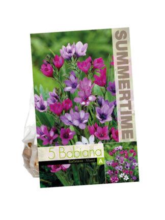 Babiana Stricta Mixed