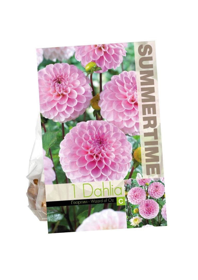 Dahlia Wizard of Oz