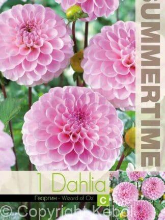 Dahlia Wizard of Oz
