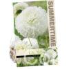 Dahlia White Aster